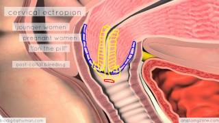 Clinical Reproductive Anatomy  Cervix  3D Anatomy Tutorial [upl. by Aseretairam880]