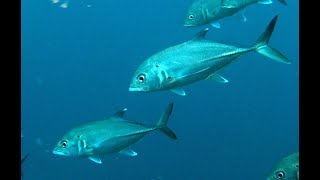 BigEye Trevally School in Oahu [upl. by Kalbli105]