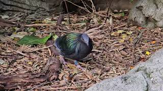 The Nicobar Pigeon Campbelltown Australia [upl. by Yatnahs]