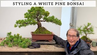 Shaping A White Pine Bonsai [upl. by Franklyn]