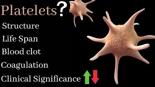 Platelets structure  Function  clinical significance  Blood coagulation  Blood clot [upl. by Ahsenahs927]