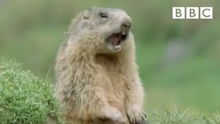 Funny talking animals Alan Alan Steve  Walk on the Wild Side  BBC [upl. by Anitreb]