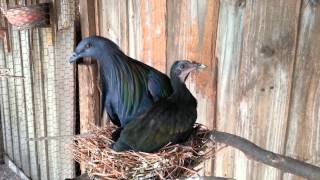 Nicobar Pigeons Colony [upl. by Methuselah]