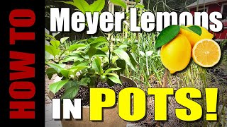 How to Plant amp Grow Meyer Lemons in Pots [upl. by Vladamar]