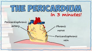 The Pericardium [upl. by Ynatirb]