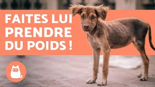 Comment faire GROSSIR un Chien  ⬆️ 5 CONSEILS Efficaces [upl. by Neirrad]