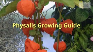 Physalis Growing Guide Chinese lanterns by GardenersHQ [upl. by Aitnohs]