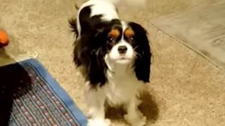 Cavalier King Charles Spaniel  Late Night Howling Shenanigans [upl. by Belva867]