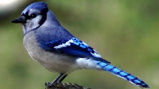 Blue jay bird call  song  sounds [upl. by Viviene]