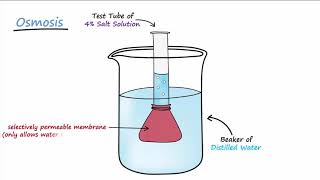 Diffusion amp Osmosis [upl. by Anaujait]