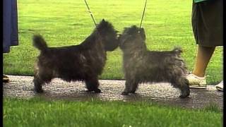 Cairn Terrier  AKC Dog Breed Series [upl. by Timothea]