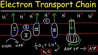 Electron Transport Chain  ATP Synthase Chemiosmosis amp Oxidative Phosphorylation [upl. by Moffit]