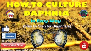 HOW TO CULTURE DAPHNIA In Easy Way [upl. by Lema]