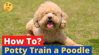 How to Potty Train a Poodle  Easy Yet Effective Method [upl. by Zarger]