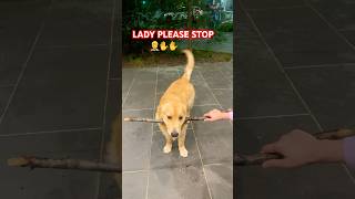 Drop it failsjunior goldenretriever happy dropit love cuteshortsviral shorts trending [upl. by Venezia]