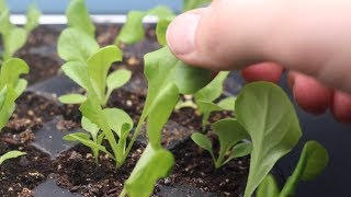 How to Grow Lettuce From Seed Indoors amp Harvest in One Month  LucasGrowsBest [upl. by Utter452]