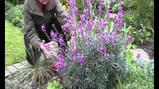 Erysimum quotBowles Mauvequot [upl. by Steven]