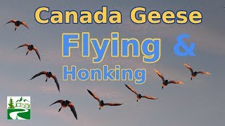 Canada geese flying and honking loud sounds [upl. by Anisirhc]