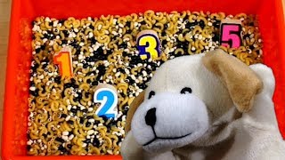 Disappearing Numbers Excite Dog and the Magic Beans  Learn numbers [upl. by Sindee]