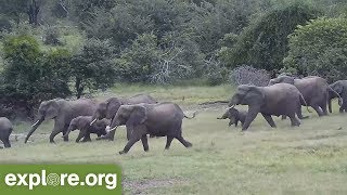 AMAZING Elephants RUSH to the Water and PROTECT BABY [upl. by Akerdnuhs]