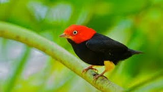 Red capped Manakin Wing Sounds HD [upl. by Yeslah]