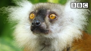 Lemurs get high  Spy in the Wild  BBC [upl. by Druci]