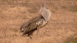 Worlds Biggest Flying Bird Kori Bustard in HD [upl. by Isabeau]