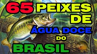 65 PEIXES DE ÁGUA DOCE DO BRASIL [upl. by Eyanaj]