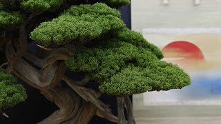 Taikanten Bonsai exhibition Kyoto [upl. by Myrvyn]