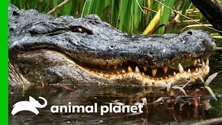 Catching A Massive Gator In A Mississippi Swamp  Gator Boys [upl. by Atiuqa]