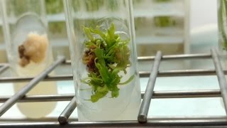 Plant Tissue Culture in 3 minutes [upl. by Nnainot237]