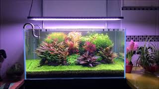 Chihiros Wrgb 2 Aquascape [upl. by Ellehcit]