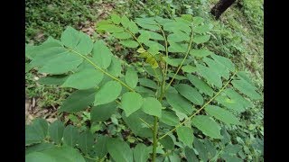 Glory Cedar plant [upl. by Arndt707]