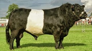 Belted Galloway bulls [upl. by Ahsinrac161]