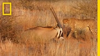 Cheetahs vs Gemsbok  National Geographic [upl. by Etnovahs]