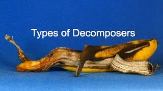 Types of Decomposers [upl. by Trebreh]