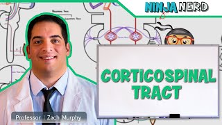 Neurology  Descending Tracts Corticospinal Tract [upl. by Appleton]