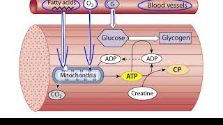 ATP Production in Skeletal Muscle [upl. by Terrie]