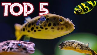 Top 5 Freshwater Puffer Fish For Your Aquarium [upl. by Nino]