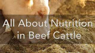 All About Nutrition in Beef Cattle [upl. by Gnilyarg773]