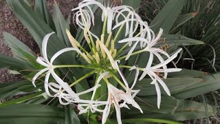 Crinum Asiaticum [upl. by Zetniuq872]