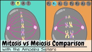 Mitosis vs Meiosis Side by Side Comparison [upl. by Peper521]