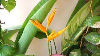 How to grow Heliconia psittacorum birdofparadise at home and care tips [upl. by Bamberger]