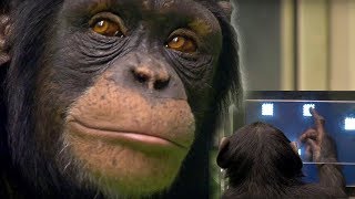 Chimp vs Human  Memory Test  BBC Earth [upl. by Nnaycart725]