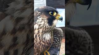 IMPRINT PEREGRINE TIERCEL [upl. by Otte937]