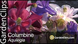 Columbine  Aquilegia species  How to grow Columbine flowers [upl. by Wheeler479]