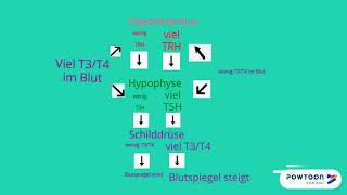 Der Regelkreis  Hypothalamus Hypophyse Schilddrüse  Erklärvideo [upl. by Perce932]